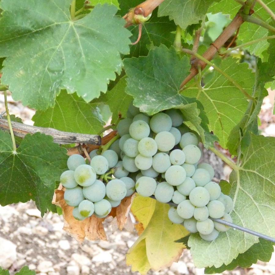 L'Annexe Villa Verdigny Kültér fotó